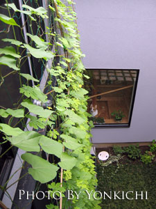 20110809a.jpg